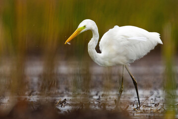 Great egret (Ardea alba) with small fish in it's peak.