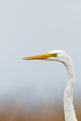 Great egret (Ardea alba) closeup.