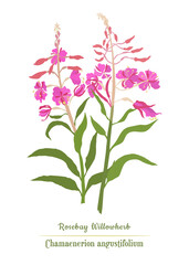 A pair of Bombweed flowers, isolated on white backdrop