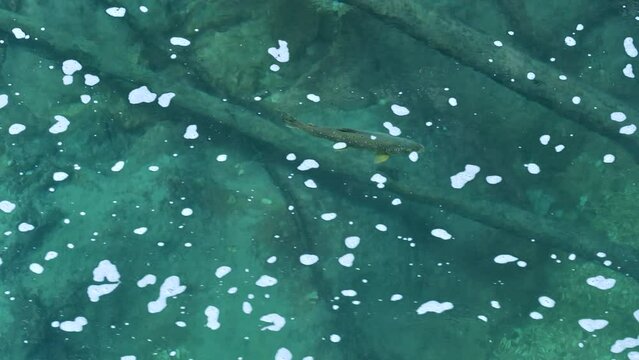 Brown trout fish swimming in mountain river, spotted and catched a prey, an insect flowing on water surface, Radovna River, Slovenia.