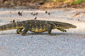 monitor lizard looking for prey