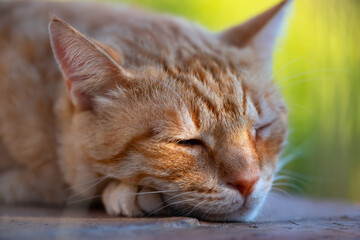 Portrait of a domestic Cat, close up with selective focus. Face of striped, tigered red-brown-beige...