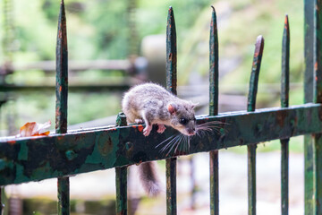 Little least weasel exploring terrain at Vintgar Gorge near to Bled, Slovenia. Cute and wild...