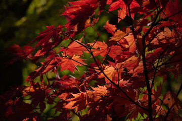 陽が当たる赤いモミジの葉

