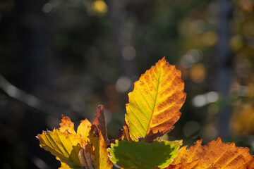 黄色く色づいたカシワの葉
