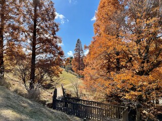 autumn in the park