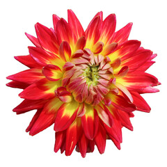 The vibrant variegated flower of a red and yellow bi-coloured Dahlia plant, isolated bloom.