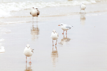 Seagull in the natural environment on the Baltic Sea.