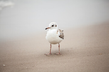 Seagull in the natural environment on the Baltic Sea.
