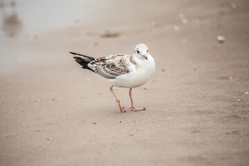 Seagull in the natural environment on the Baltic Sea.