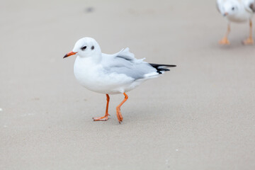 Seagull in the natural environment on the Baltic Sea.
