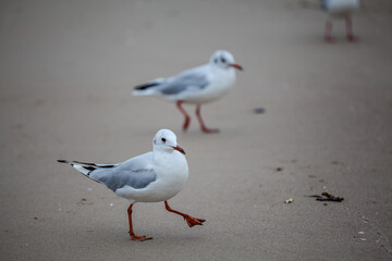 Seagull in the natural environment on the Baltic Sea.