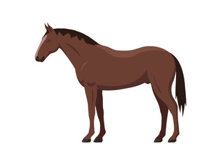 Brown horse, stallion. Vector illustration of a standing sporting farm stallion. Side view, flat design.