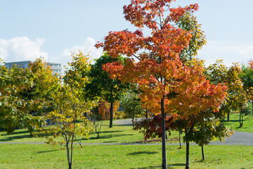 Fototapeta premium 色づき始めたアカナラの木と青空 