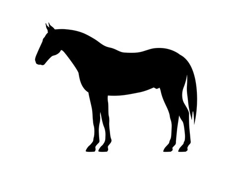 Vector illustration of black horse silhouette