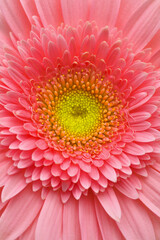 Pink gerbera flower