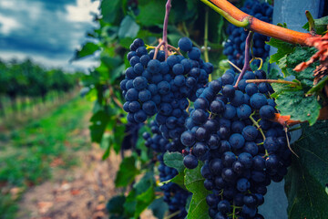 blue grapes in green vineyard