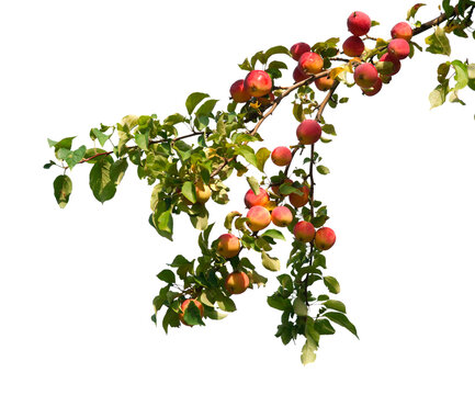branch with apples
