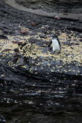 Penguin in the Galapagos dive