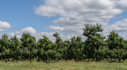 Fototapeta na wymiar Late summer apple trees at local orchard in rural Pennsylvania 