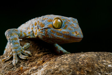 Tokay gecko on a wood with black background 