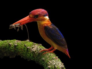 ODKF - Oriental Dwarf Kingfisher with a kill