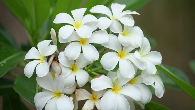 Frangipani (or Plumeria flower) flowers blooming in the nature. This evocative tropical flower, with its sweet romantic fragrance. In Laos they called 'Dok Champa' is the national flower of Laos.