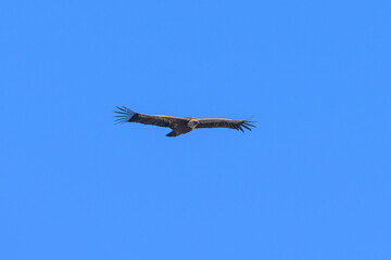 One griffon vulture flying in front of blue sky