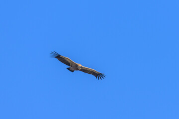 One griffon vulture flying in front of blue sky