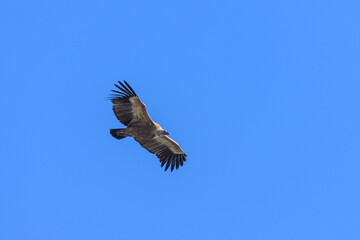 One griffon vulture flying in front of blue sky
