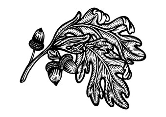 Oak branch with acorns sketch engraving PNG illustration with transparent background © Oleksandr Pokusai