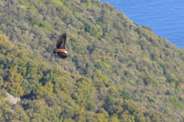 One griffon vulture flying on a sunny day in springtime