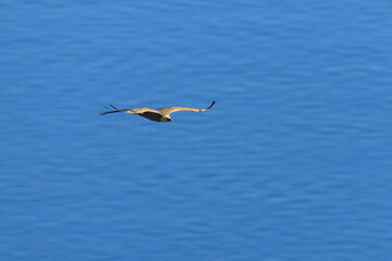 One griffon vulture flying in front of blue sea