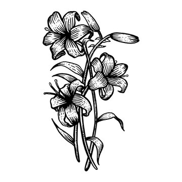 Lily flower sketch engraving PNG illustration with transparent background