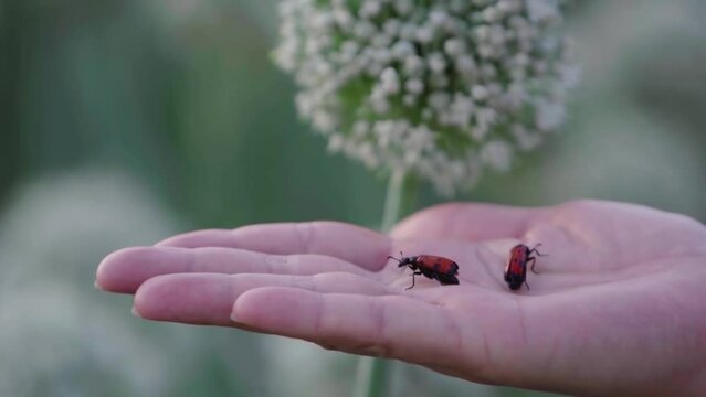 a small red ladybug sits on the palm of your hand and flies away