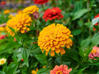 colorful zinnias in the garden close-up