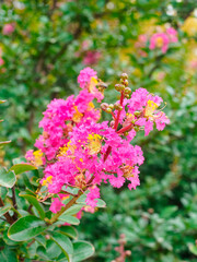 flowering of lagerstroemia indica in the park close-up