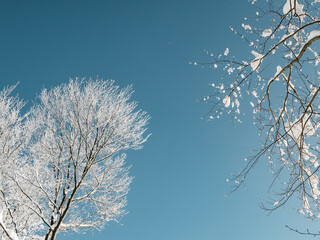 Snow-covered nature and trees in the Czech forest in winter