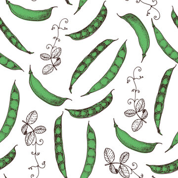 Green Pea Seamless Pattern. Hand Drawn Background. Vector Illustration. Hand Drawing Sketch Illustration. Green Pea Vegetable Hand Drawn Backdrop.