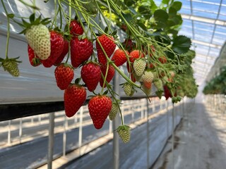 strawberries on the vine