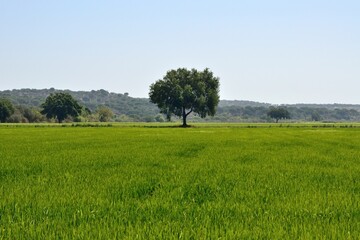 Prado verde en el Alentejo, Portugal