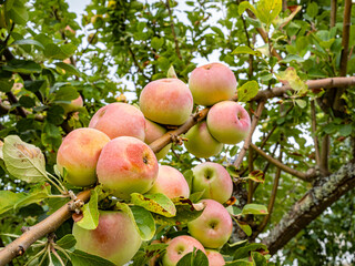 Large pink and green apples hang from the branches of an apple tree.
