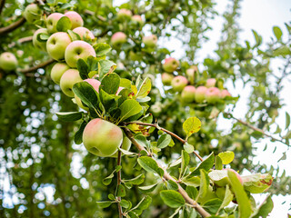 Large pink and green apples hang from the branches of an apple tree.