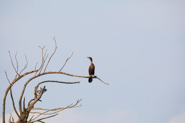 Brown waterfowl perched on a dead tree against a grey sky