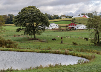 A pond and tree among the fields of Amish country on a farm | Holmes County, Ohio