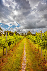 Fototapeta premium vineyard in the summer