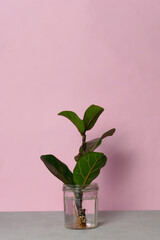 Fiddle leaf fig. Ficus lyrata. Plant cutting with roots in a glass of water on a pink background