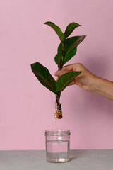 Woman holding a plant cutting with roots on a pink background. Fiddle leaf fig