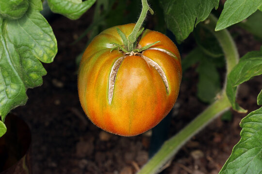 Tomato cracking caused by irregular watering. Large red ripe tomato with cracked skin. Close-up image of a cracked tomato fruit. growing on a plant.
