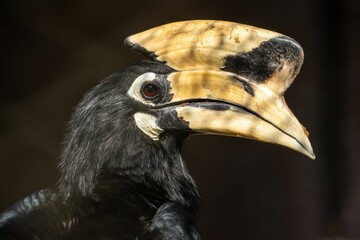 Closeup of a black Palawan hornbill © Clinton Weaver/Wirestock Creators